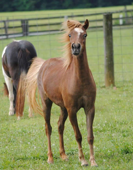Miniature Mares for Sale from top US breeders