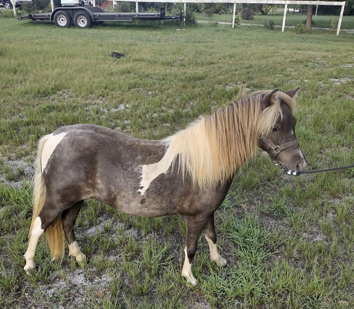 Miniature Horse AMHA Mare for sale in tennessee