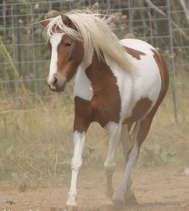 Shetland Mares for Sale