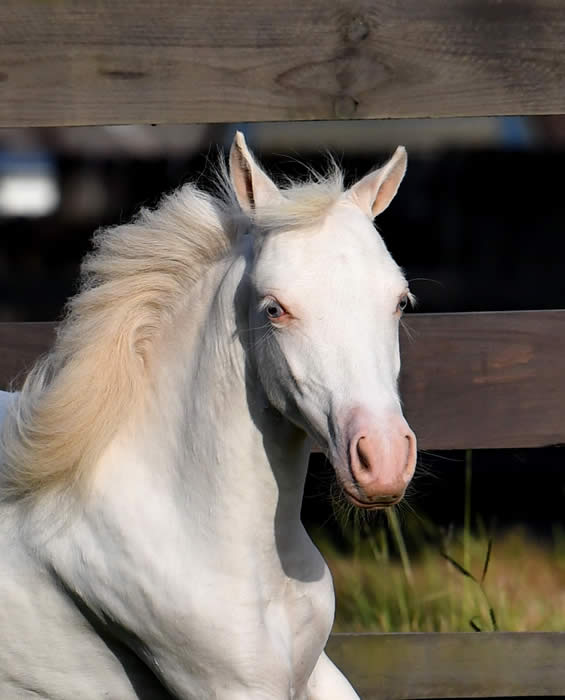 Yearling Mares for Sale