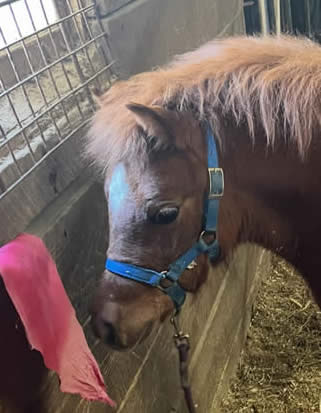 BABY MINI SHETLAND FOR SALE IN ILLINIOS