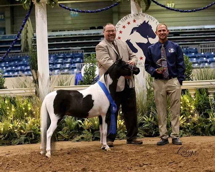 CHAMPION MINIATURE HORSE FOR SALE