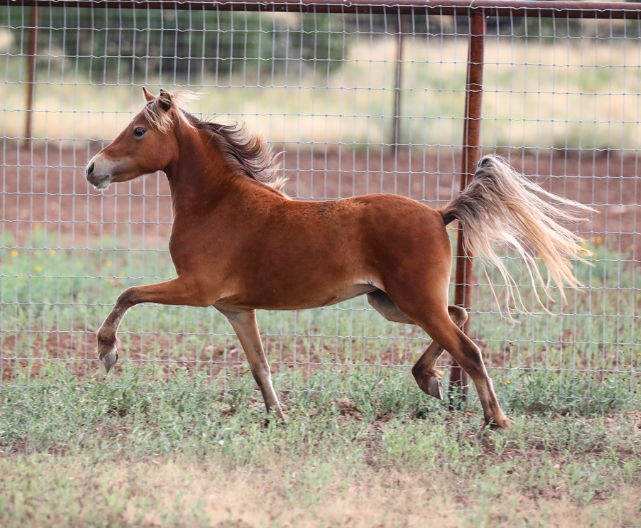 MINIATURE HORSE SILVER BAY DRIVING MARE FOR SALE IN EAST TEXAS