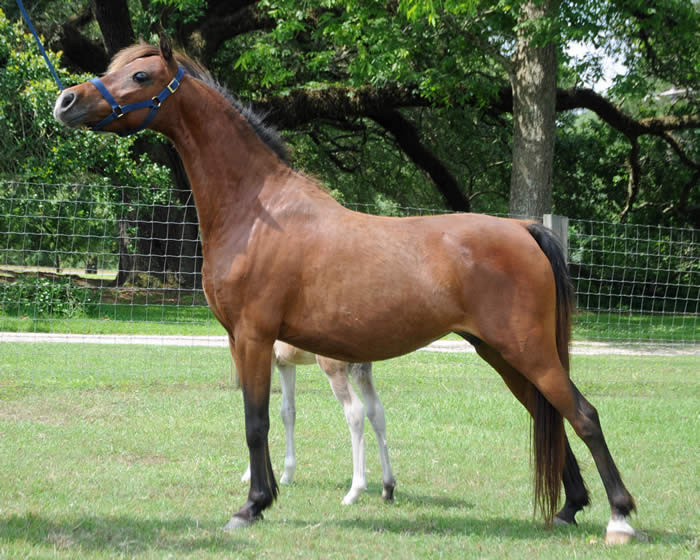 Miniature Yearling Colts offered at MiniHorseSales.com