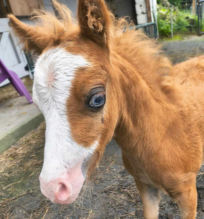MINIATURE HORSE FOAL IN PENNSYLVANIA