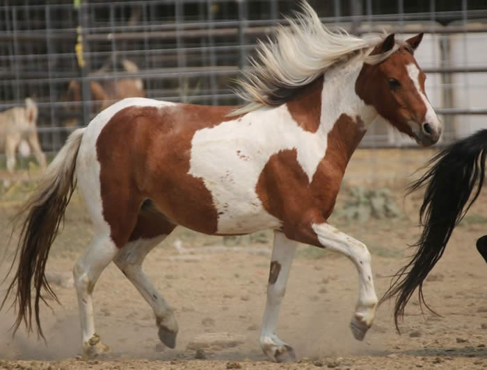 Shetland Mares for Sale