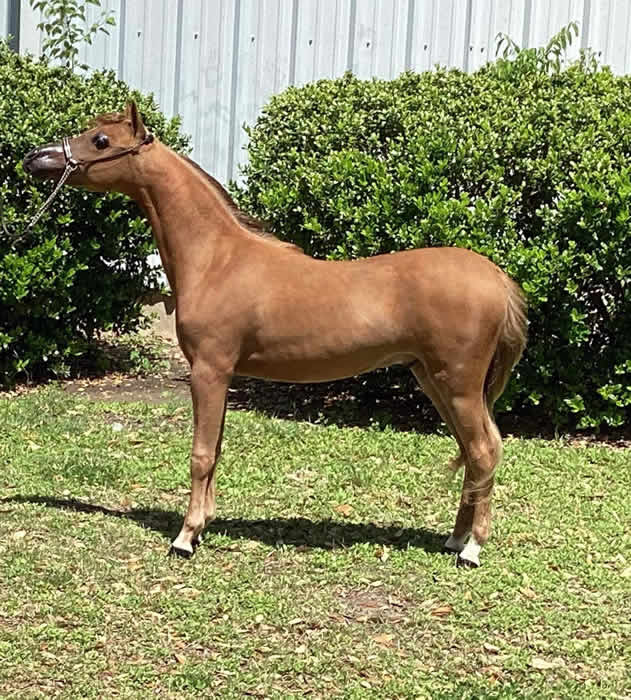 mini horse stallion for sale in arkansas
