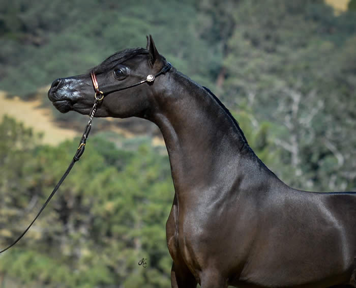 amha world grand champion stallion for sale in pennsylvania