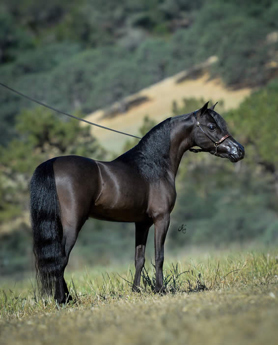 the black stallion for sale pennsylvania