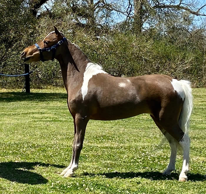 Miniature Mares for Sale from top US breeders