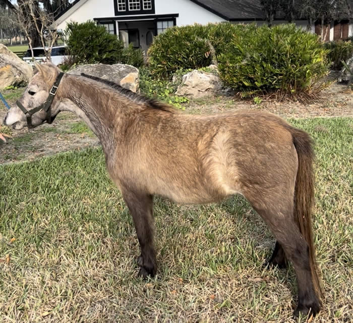 mini horse mare for sale in florida