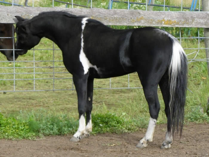 Black pinto mini horse stallion for sale in canada erickson
