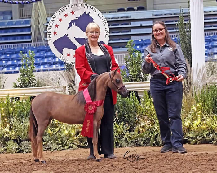 mini hirse shetland mare for sale in arkansas