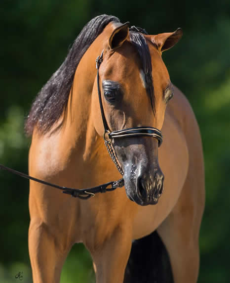 Shetland pony show mare for sale