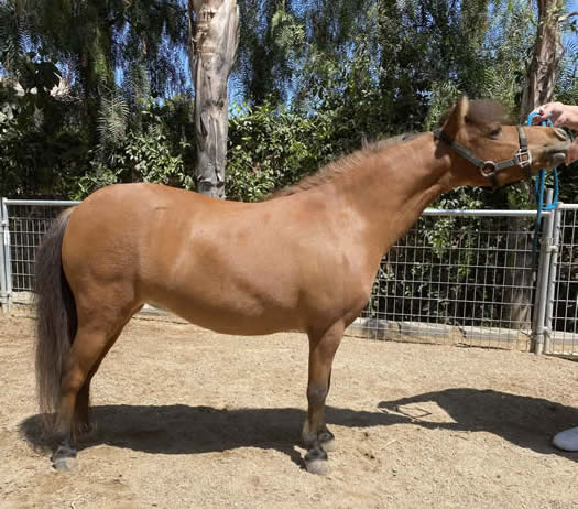 SRF BROODMARE MINI HORSE FOR SALE IN CALIFORNIA