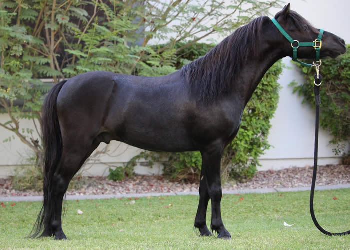 Miniature Stallions for Sale Age 3 & Older