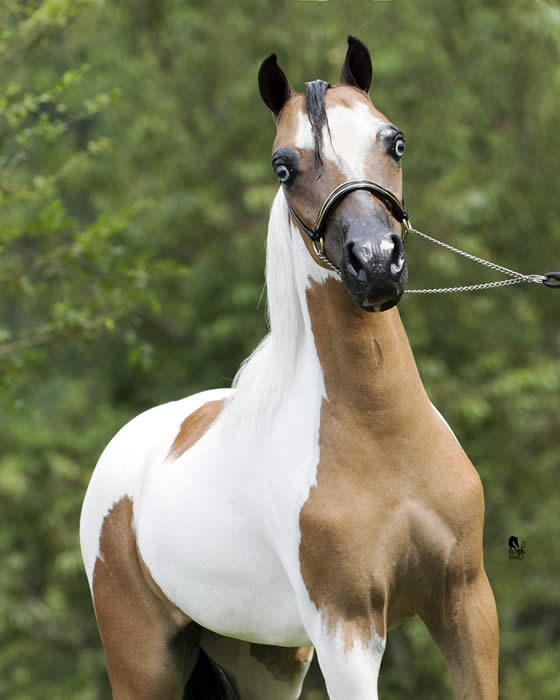 Pinto Shetland Mare for sale in Oklahoma