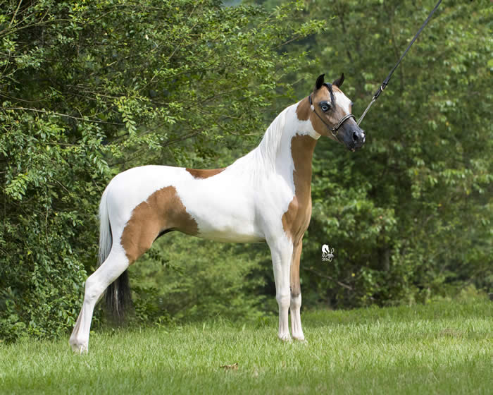 Miniature horse broodmare for sale Pinto Shetland