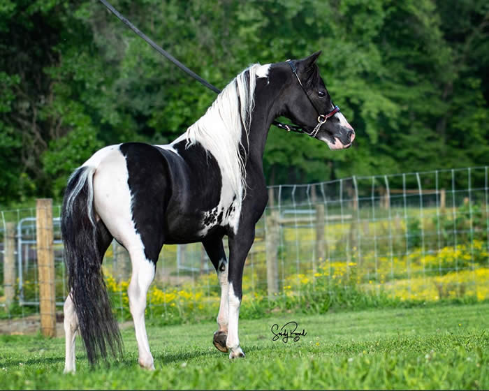 Miniatiure Horse Broodmares for Sale in the USA and Canada