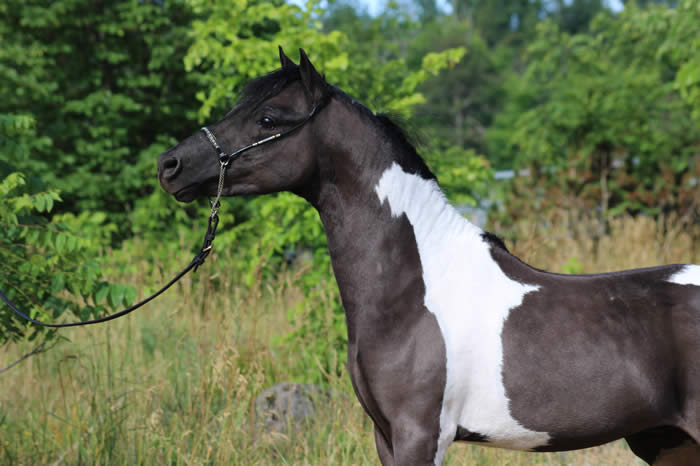 Miniature Shetlands for Sale from MiniHorseSale