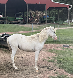 white sheltand stallion for sale oklahoma