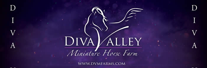 dvm miniature horse farm canton texas