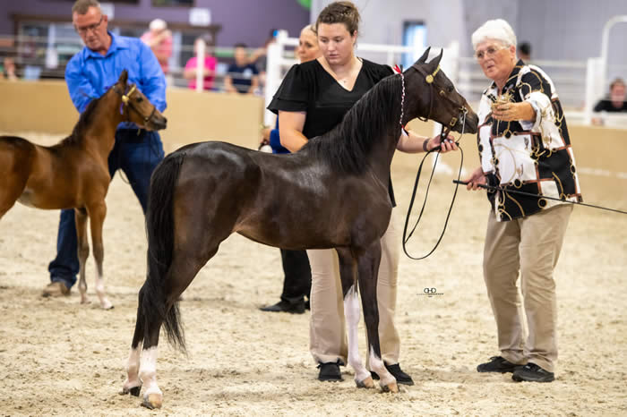 ASPC SHETLAND PONY MARE FOR SALE