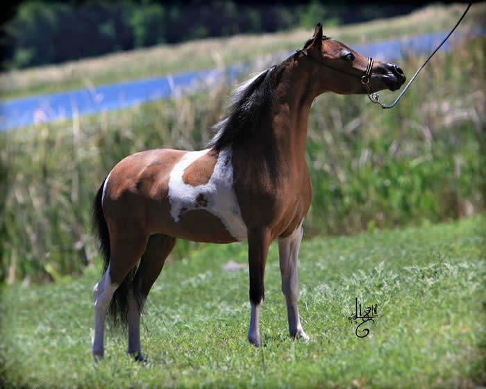Miniatiure Horse Broodmares for Sale in the USA and Canada