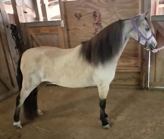 buckskin shetland mare for sale