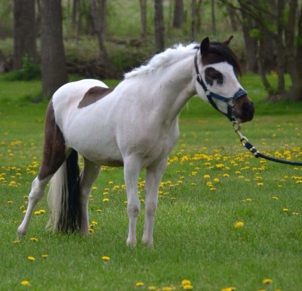 4H Pet Miniature Stallions for Sale to good homes