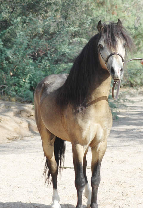 miniature horse buckskin stallion for sale in texas
