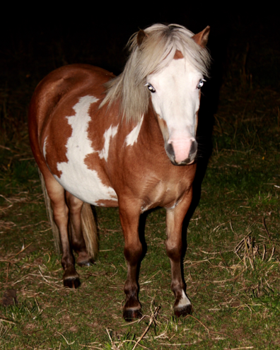 mini pinto horse for sale