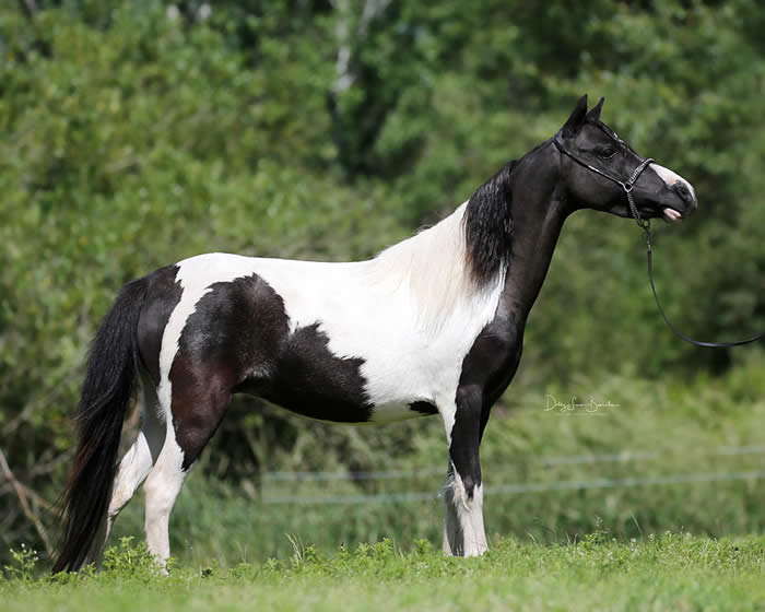 Miniature Mares for Sale from top US breeders