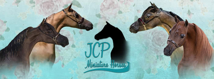 JCP MINIATURE HORSES