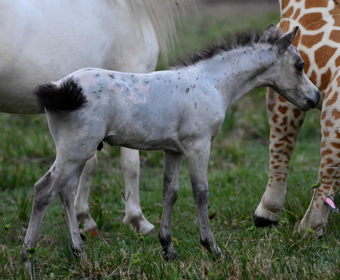 Miniatiure Horse Broodmares for Sale in the USA and Canada