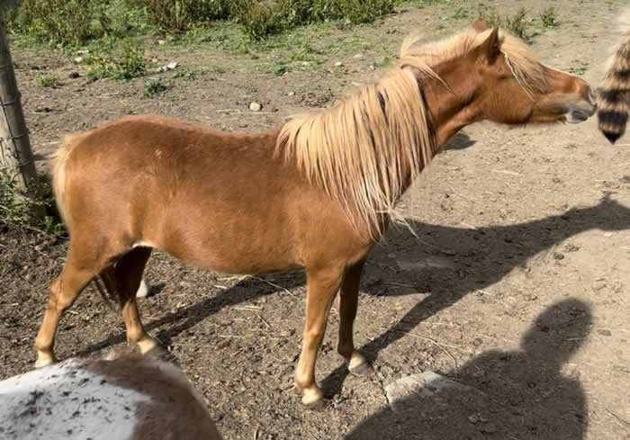 Aquarellum Mini - Horses - Cheeky Monkey Toys