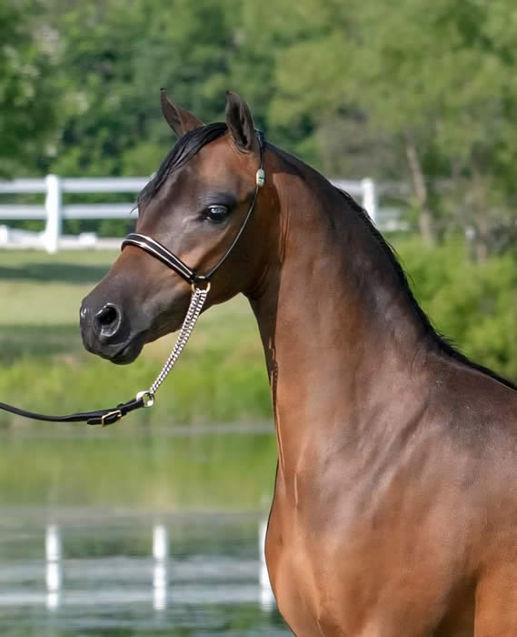 shetland mare for sale