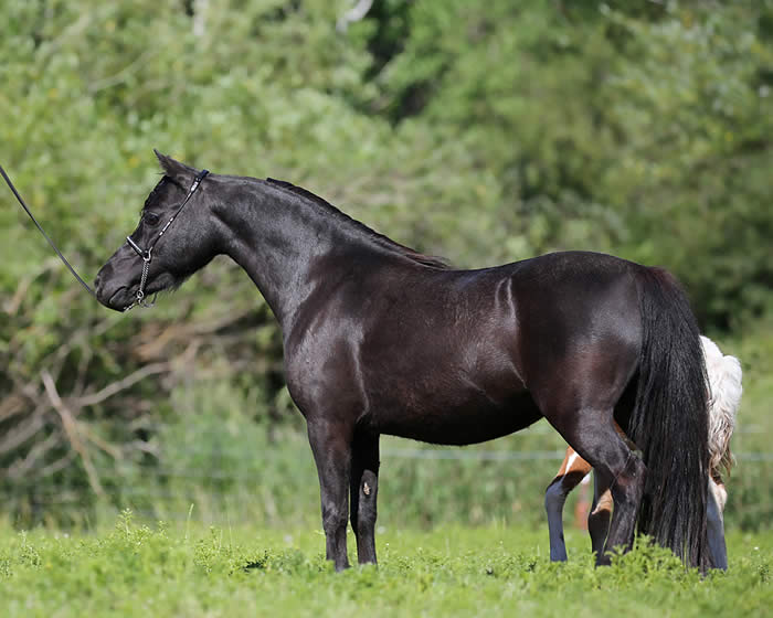 Triple Registered Mares offered at Mini Horse Sales