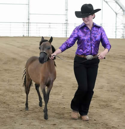 miniature horse stallion for sale in canada