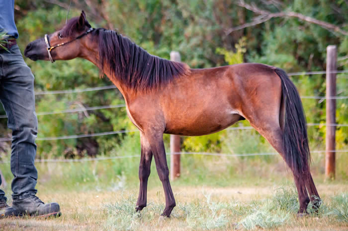 miniature horse for sale in alberta canada