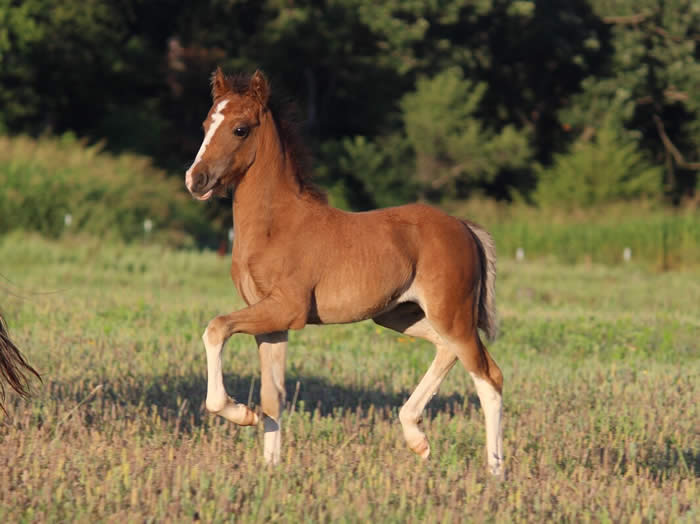 FANCY MODERN PLEASURE DRIVING PROSPECT