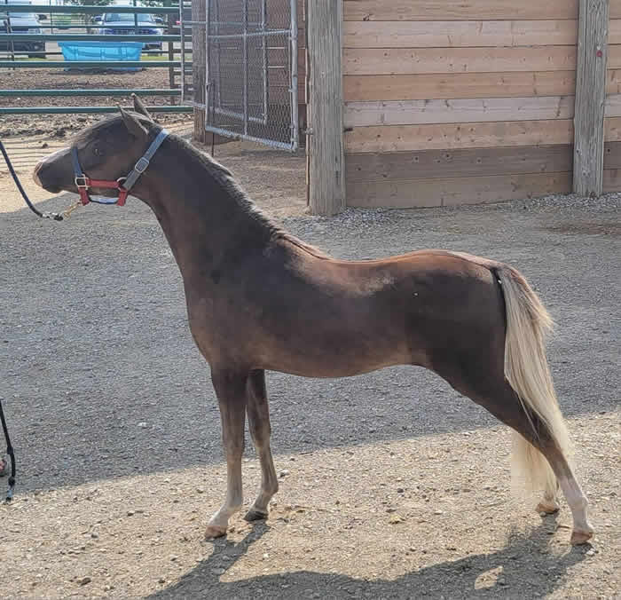 miniature horse stallion for sale in alba texas