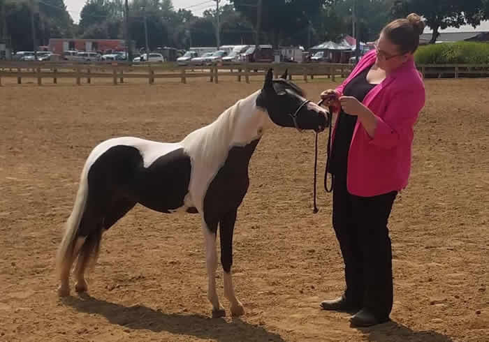 Miniature Shetland Geldings for sale